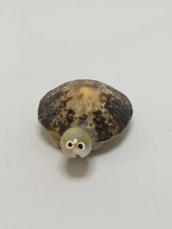 Miniature White & Mottled Sea Shells Tortoise (Miniature, suitable for printer's tray)