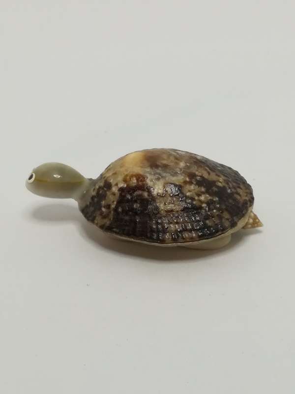 Miniature White & Mottled Sea Shells Tortoise (Miniature, suitable for printer's tray)