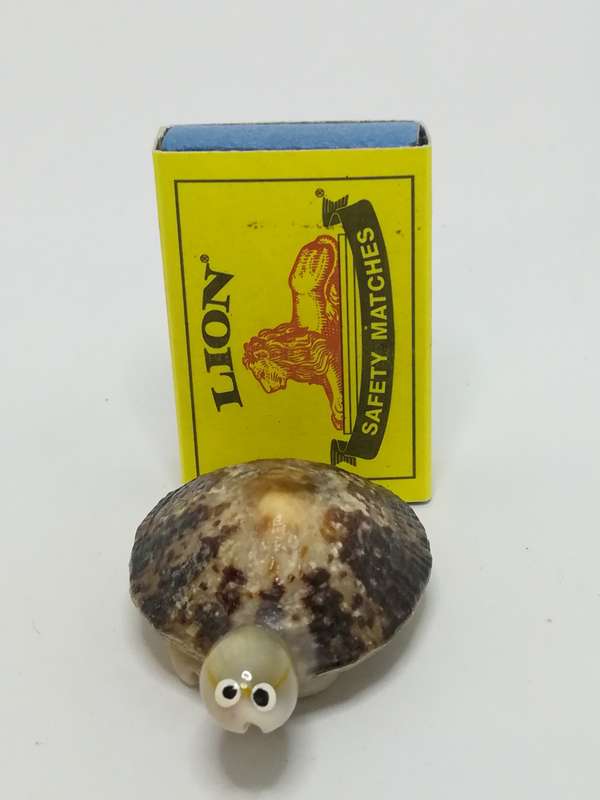 Miniature White & Mottled Sea Shells Tortoise (Miniature, suitable for printer's tray)