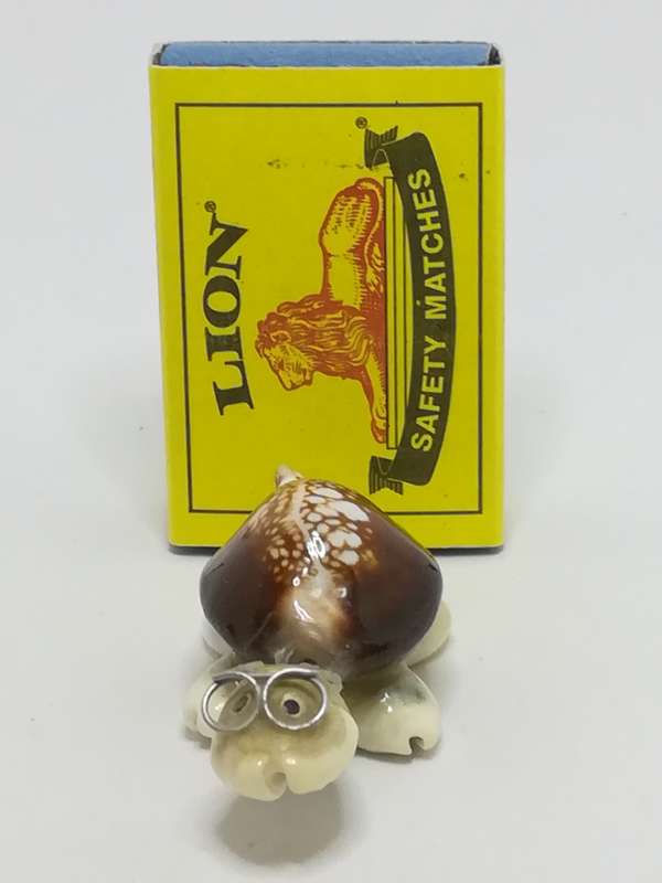 Miniature White & Brown Sea Shells Tortoise Wearing Glasses - Design 1 (Miniature, suitable for p...