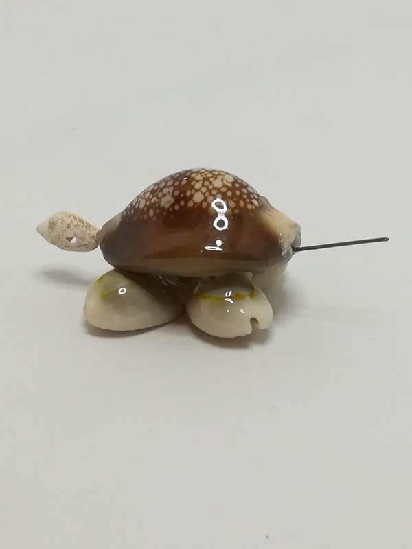Miniature Brown & Beige Sea Shell Tortoise (Miniature, suitable for printer's tray)