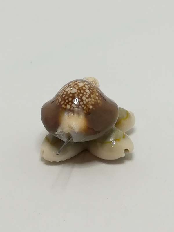 Miniature Brown & Beige Sea Shell Tortoise (Miniature, suitable for printer's tray)