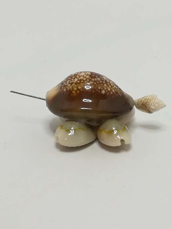 Miniature Brown & Beige Sea Shell Tortoise (Miniature, suitable for printer's tray)