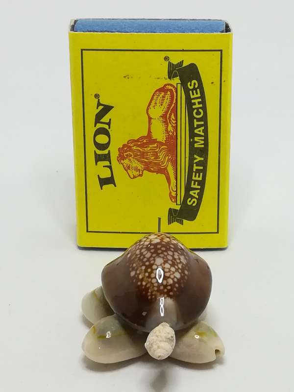 Miniature Brown & Beige Sea Shell Tortoise (Miniature, suitable for printer's tray)