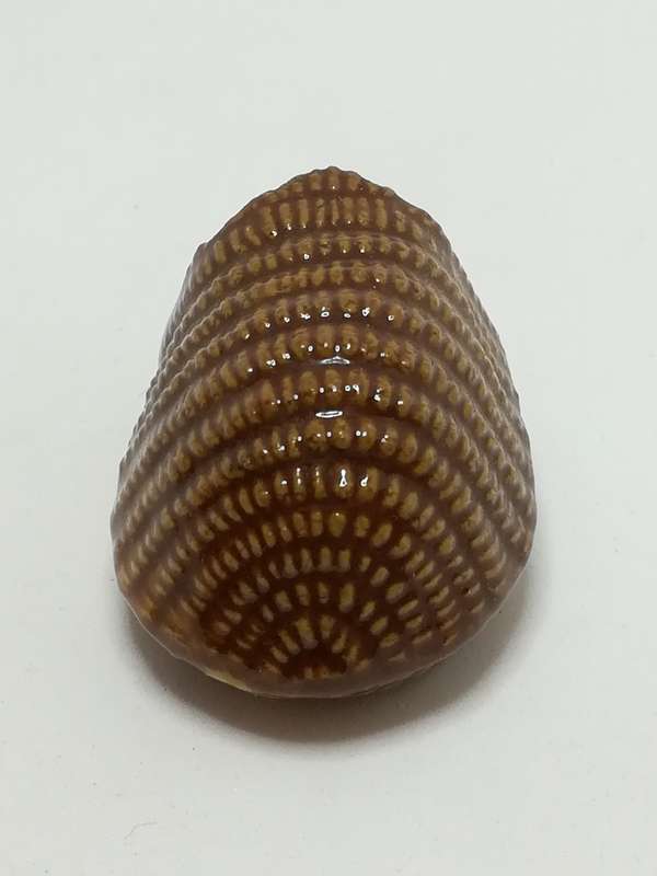 Miniature Ceramic Glazed Hedgehog (Miniature, suitable for printer's tray)
