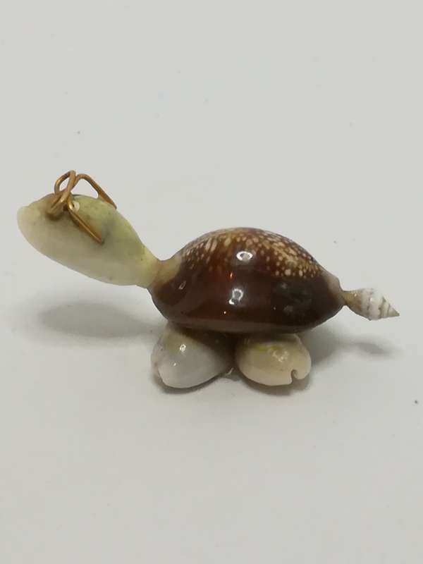 Miniature White & Brown Sea Shells Tortoise Wearing Glasses - Design 3 (Miniature, suitable for p...