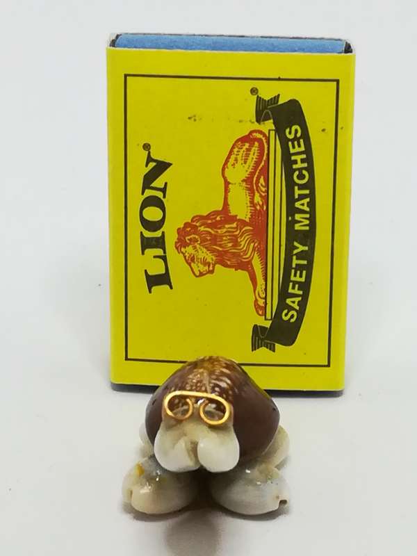 Miniature White & Brown Sea Shells Tortoise Wearing Glasses - Design 3 (Miniature, suitable for p...