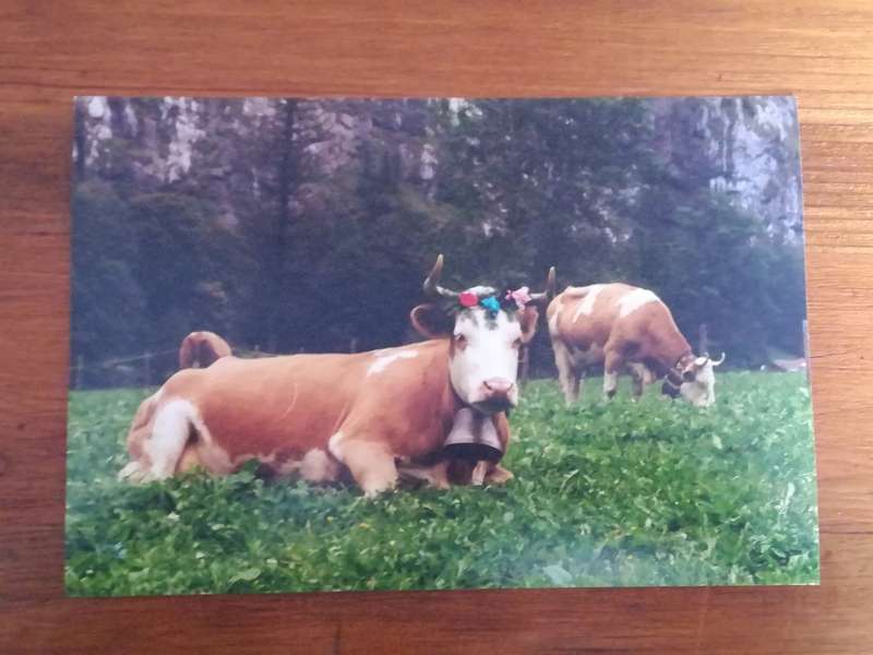 Assorted Postcards and Photos Cows