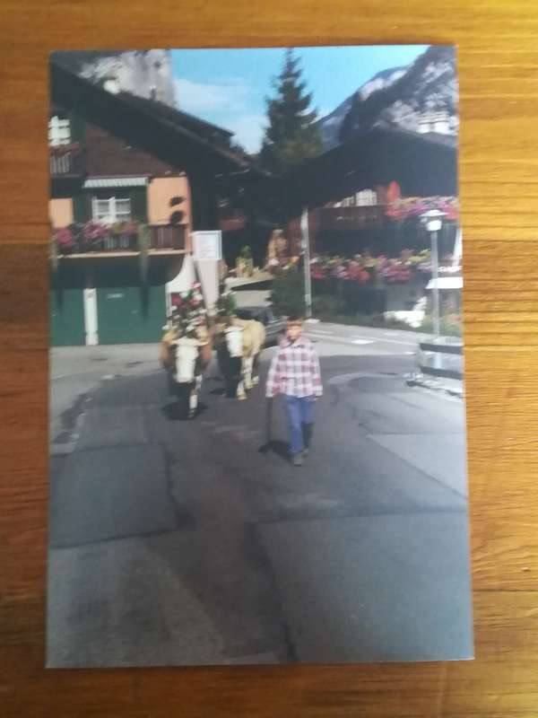 Assorted Postcards and Photos Cows