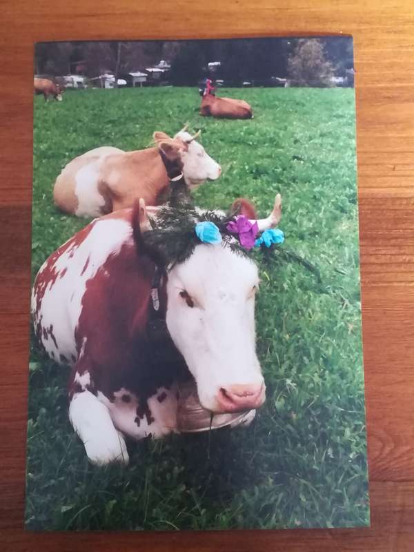 Assorted Postcards and Photos Cows