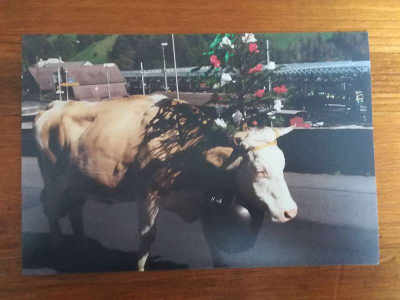 Assorted Postcards and Photos Cows