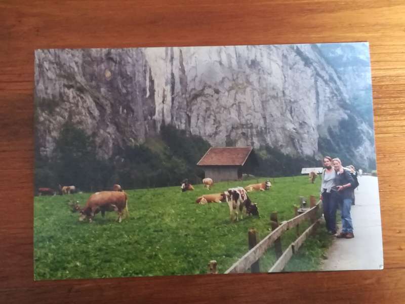 Assorted Postcards and Photos Cows