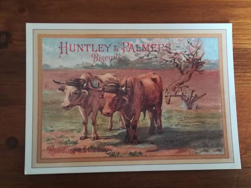 Assorted Postcards and Photos Cows