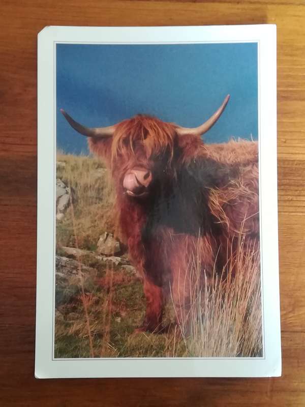 Assorted Postcards and Photos Cows