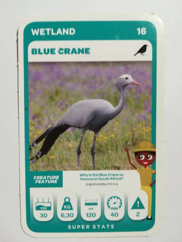 Pick n Pay South African Super Animals (Green) - Card 16 - Blue Crane