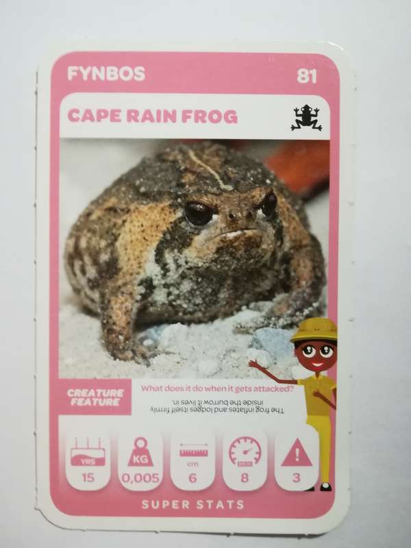Pick n Pay South African Super Animals (Green) - Card 81 - Cape Rain Frog