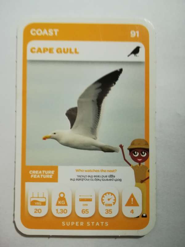 Pick n Pay South African Super Animals (Green) - Card 91 - Cape Gull