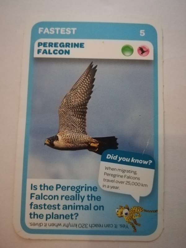 Pick n Pay South African Super Animals (Blue) - Card 5 - Peregrine Falcon