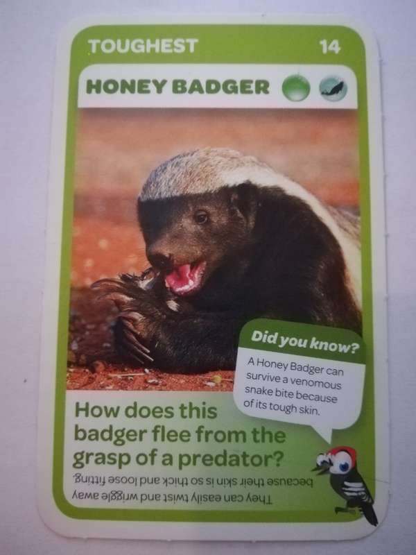 Pick n Pay South African Super Animals (Blue) - Card 14 - Honey Badger