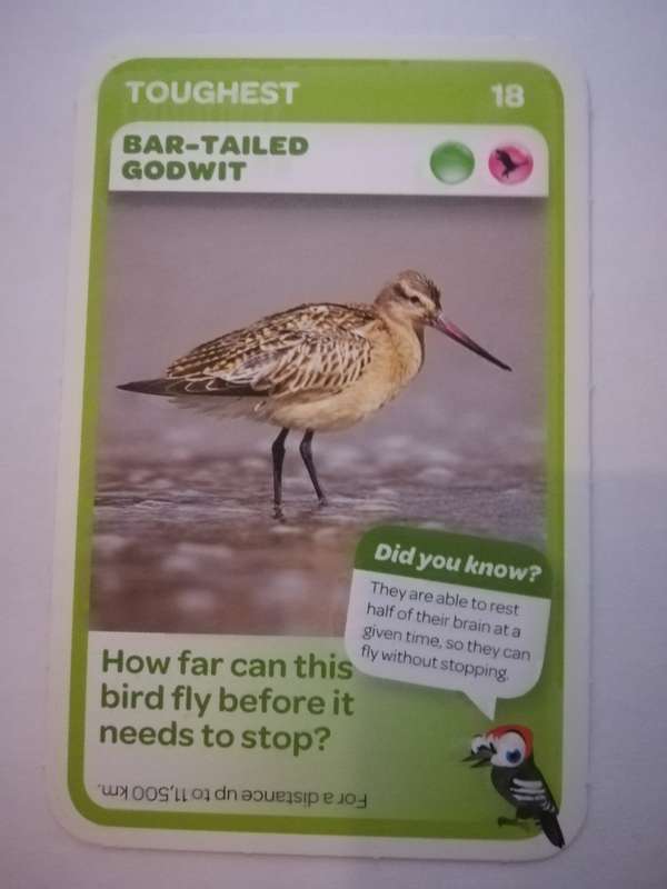 Pick n Pay South African Super Animals (Blue) - Card 18 - Bar-Tailed Godwit