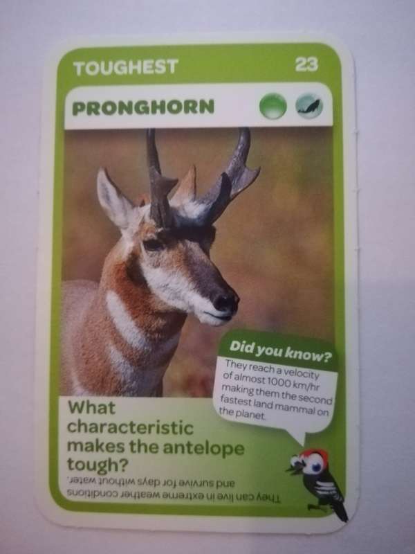 Pick n Pay South African Super Animals (Blue) - Card 23 - Pronghorn