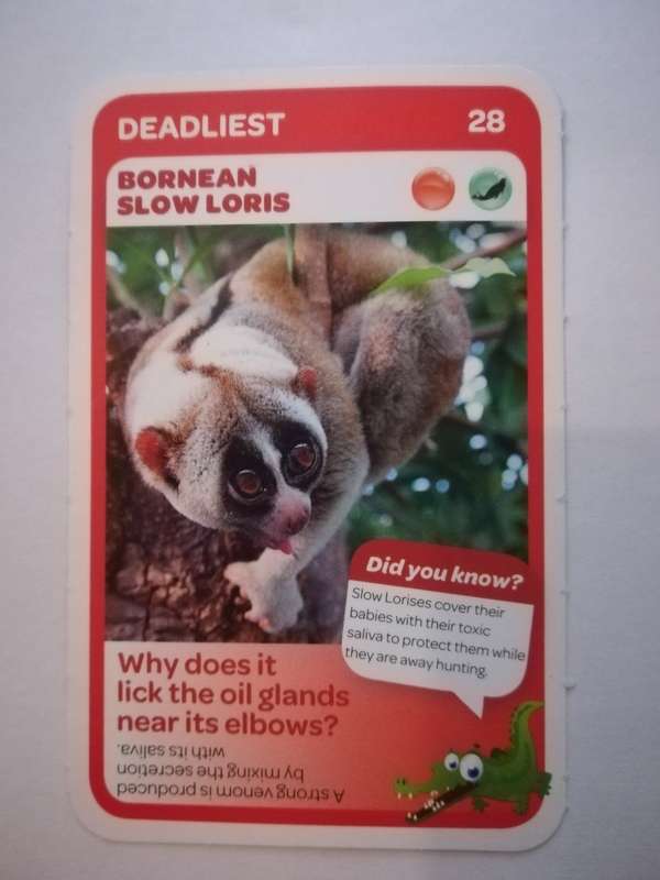 Pick n Pay South African Super Animals (Blue) - Card 28 - Bornean Slow Loris
