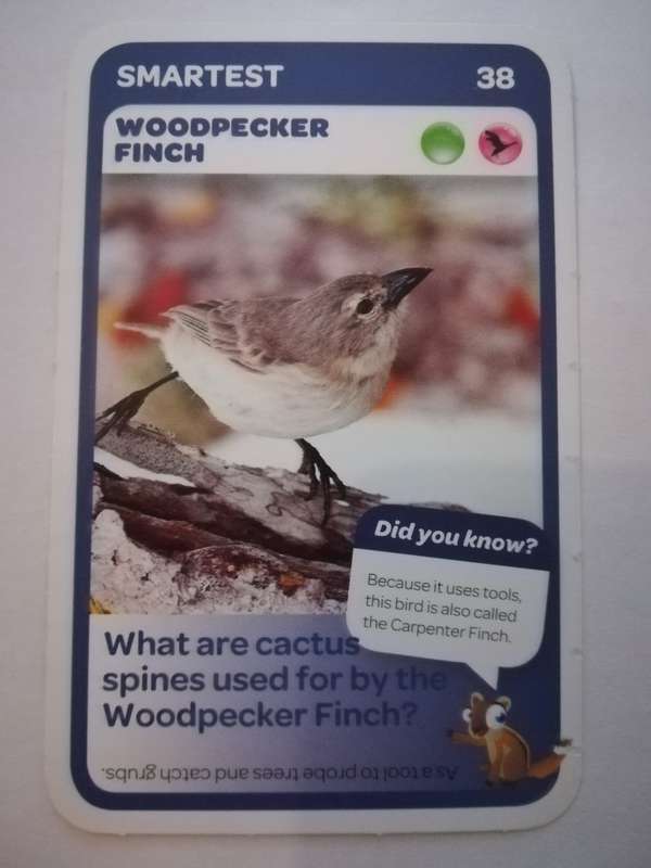 Pick n Pay South African Super Animals (Blue) - Card 38 - Woodpecker Finch