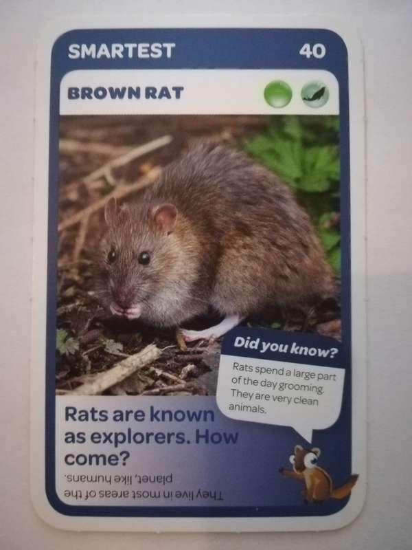 Pick n Pay South African Super Animals (Blue) - Card 40 - Brown Rat