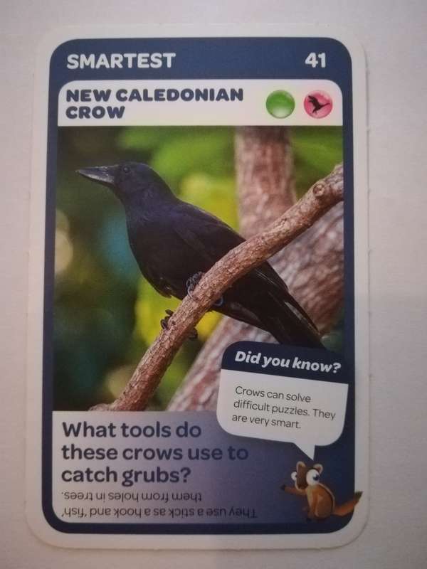 Pick n Pay South African Super Animals (Blue) - Card 41 - New Caledonian Crow