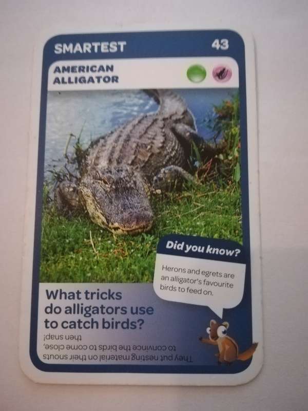 Pick n Pay South African Super Animals (Blue) - Card 43 - American Alligator