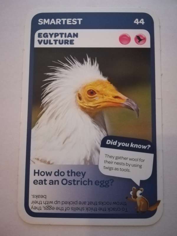 Pick n Pay South African Super Animals (Blue) - Card 44 - Egyptian Vulture
