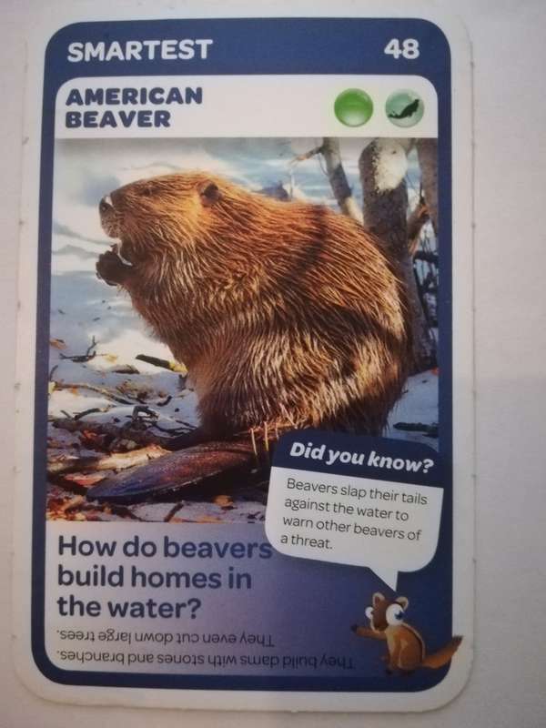 Pick n Pay South African Super Animals (Blue) - Card 48 - American Beaver