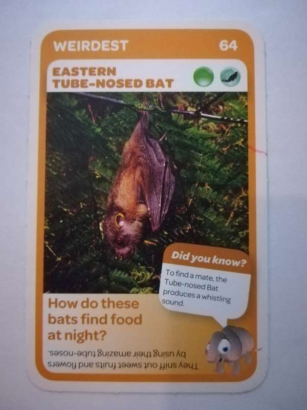 Pick n Pay South African Super Animals (Blue) - Card 64 - Eastern Tube - Nosed Bat