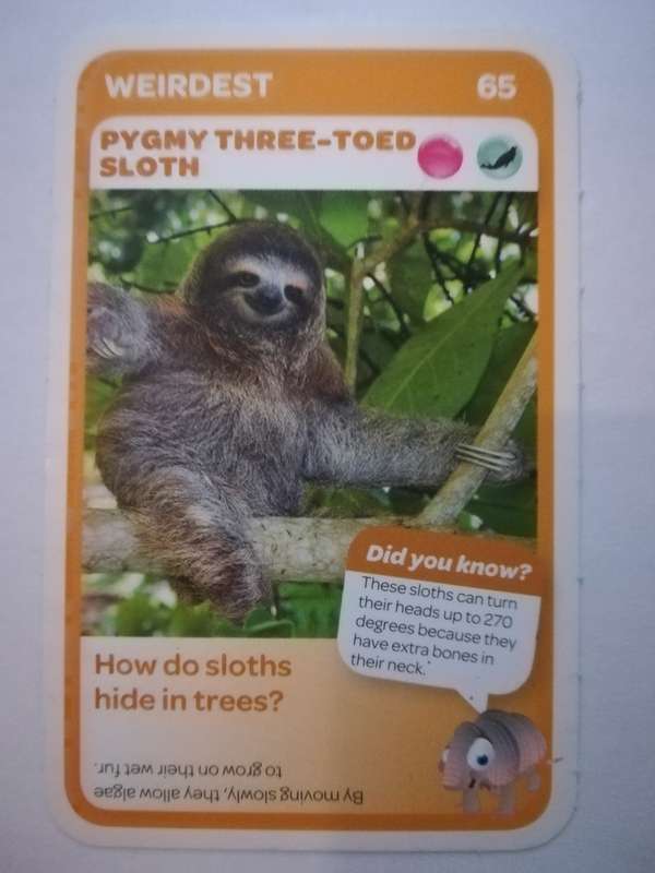 Pick n Pay South African Super Animals (Blue) - Card 65 - Pygmy Three-Toed Sloth