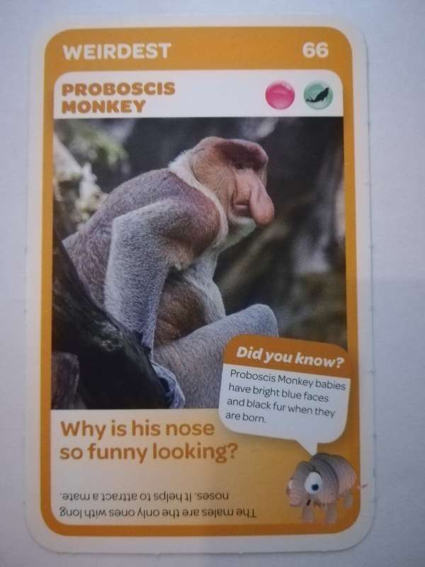 Pick n Pay South African Super Animals (Blue) - Card 66 - Proboscis Monkey
