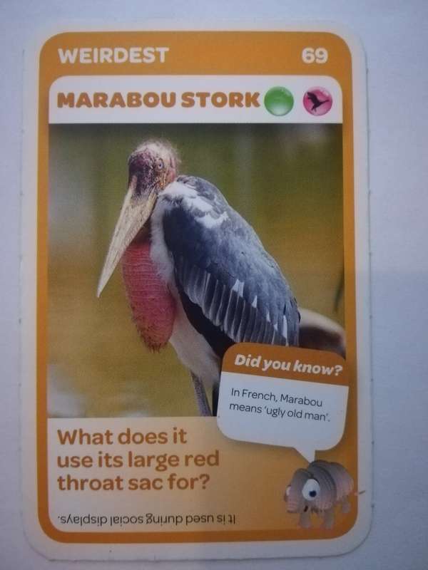 Pick n Pay South African Super Animals (Blue) - Card 69 - Marabou Stork