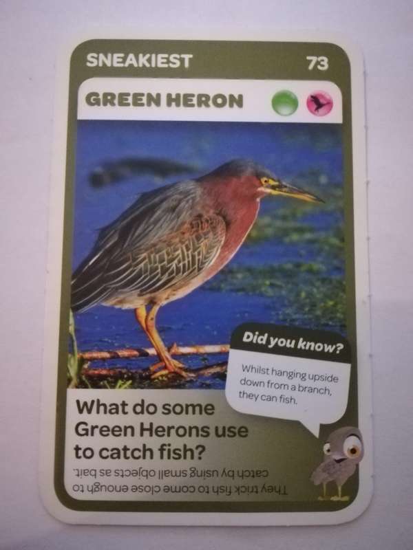Pick n Pay South African Super Animals (Blue) - Card 73 - Green Heron