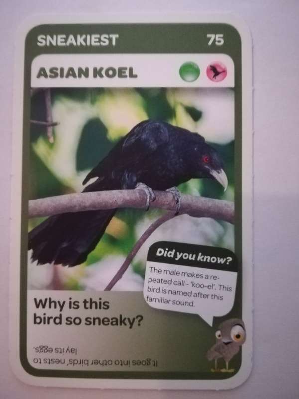 Pick n Pay South African Super Animals (Blue) - Card 75 - Asian Koel