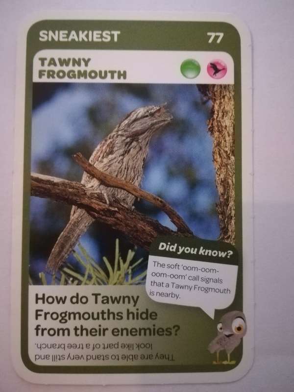 Pick n Pay South African Super Animals (Blue) - Card 77 - Tawny Frogmouth