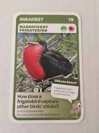 Pick n Pay South African Super Animals (Blue) - Card 79 - Magnificent Frigatebird