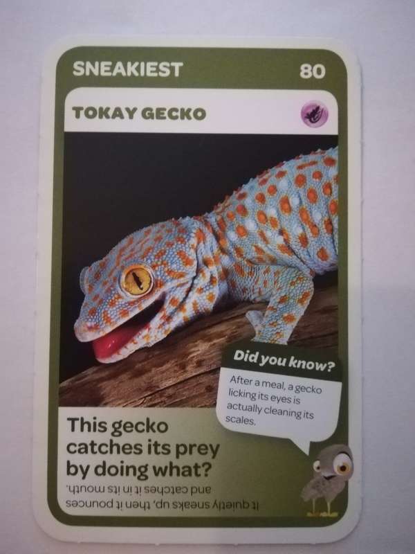 Pick n Pay South African Super Animals (Blue) - Card 80 - Tokay Gecko