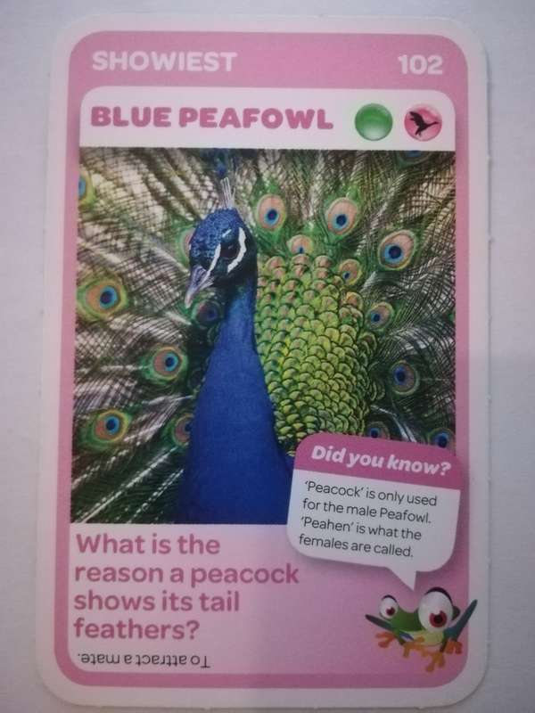 Pick n Pay South African Super Animals (Blue) - Card 102 - Blue Peafowl