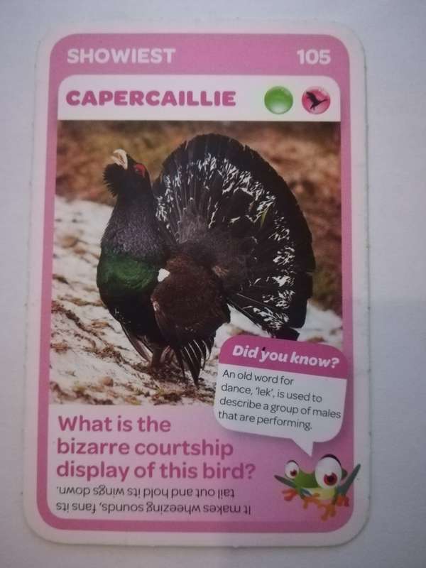 Pick n Pay South African Super Animals (Blue) - Card 105 - Capercaillie