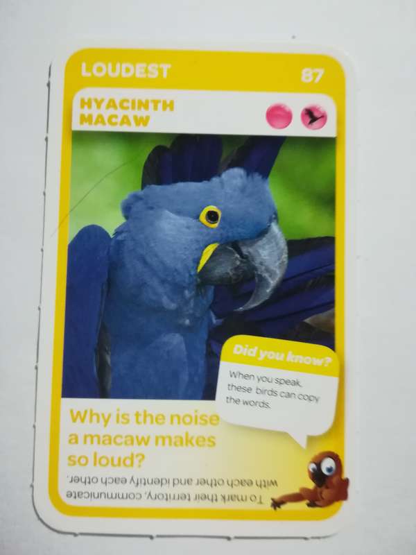 Pick n Pay South African Super Animals (Blue) - Card 87 - Hyacinth Macaw