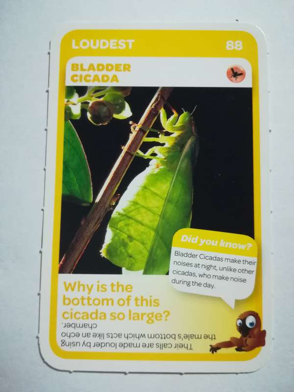 Pick n Pay South African Super Animals (Blue) - Card 88 - Bladder Cicada