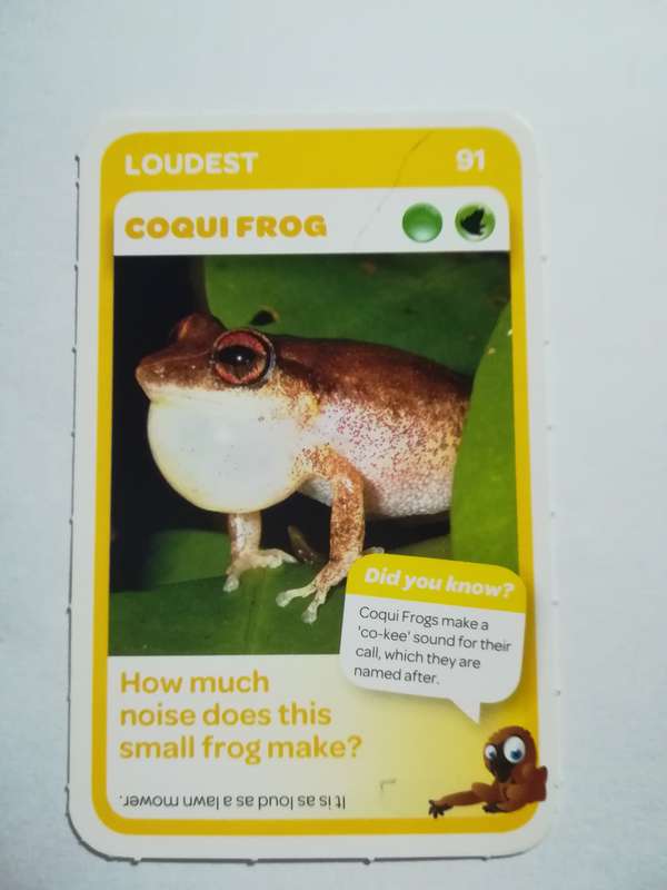 Pick n Pay South African Super Animals (Blue) - Card 91 - Coqui Frog