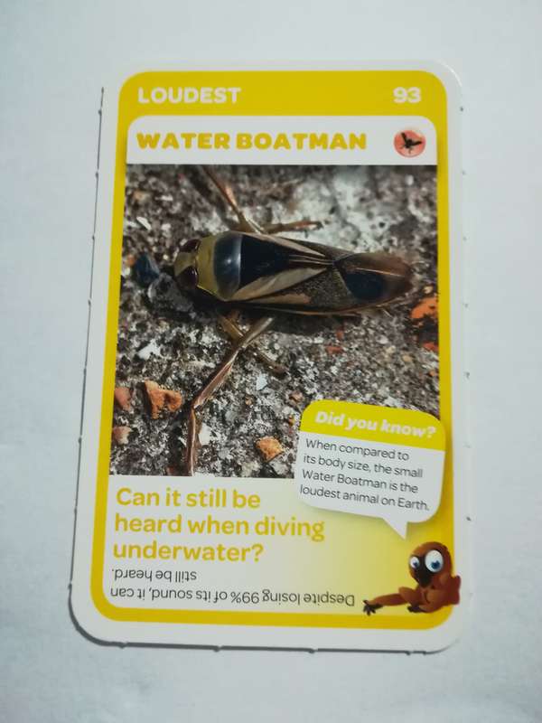 Pick n Pay South African Super Animals (Blue) - Card 93 - Water Boatman