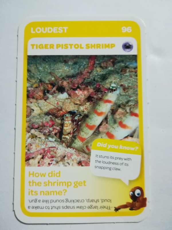 Pick n Pay South African Super Animals (Blue) - Card 96 - Tiger Pistol Shrimp