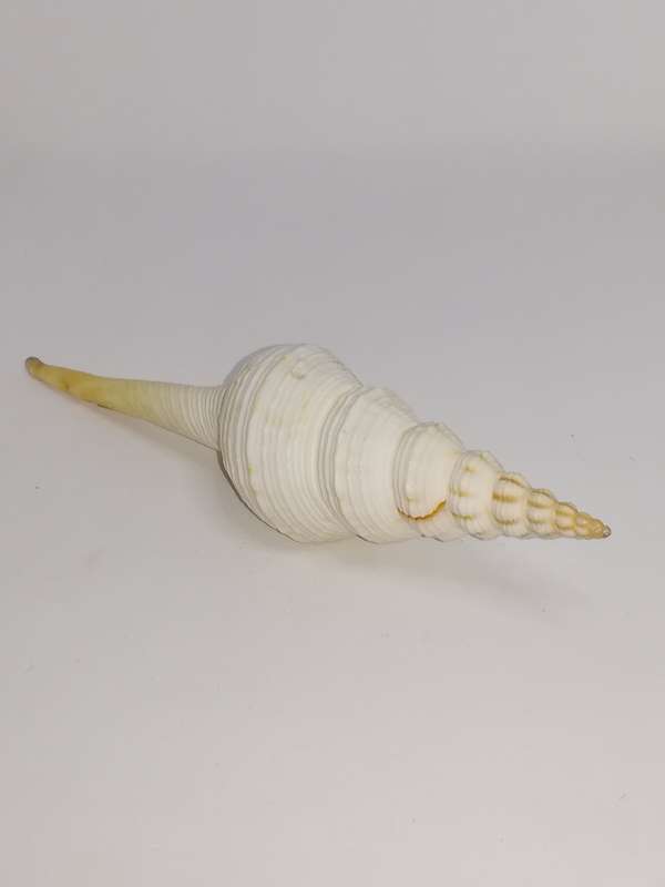 Medium Sea Shell