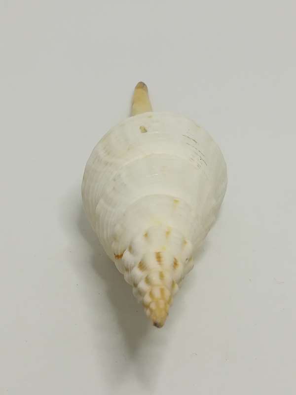Medium Sea Shell